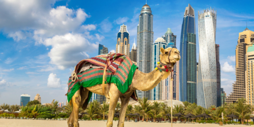 Photo of Dubai, at JBR, showing the high rises at the back, and a camel at the beach at the front of the photo'